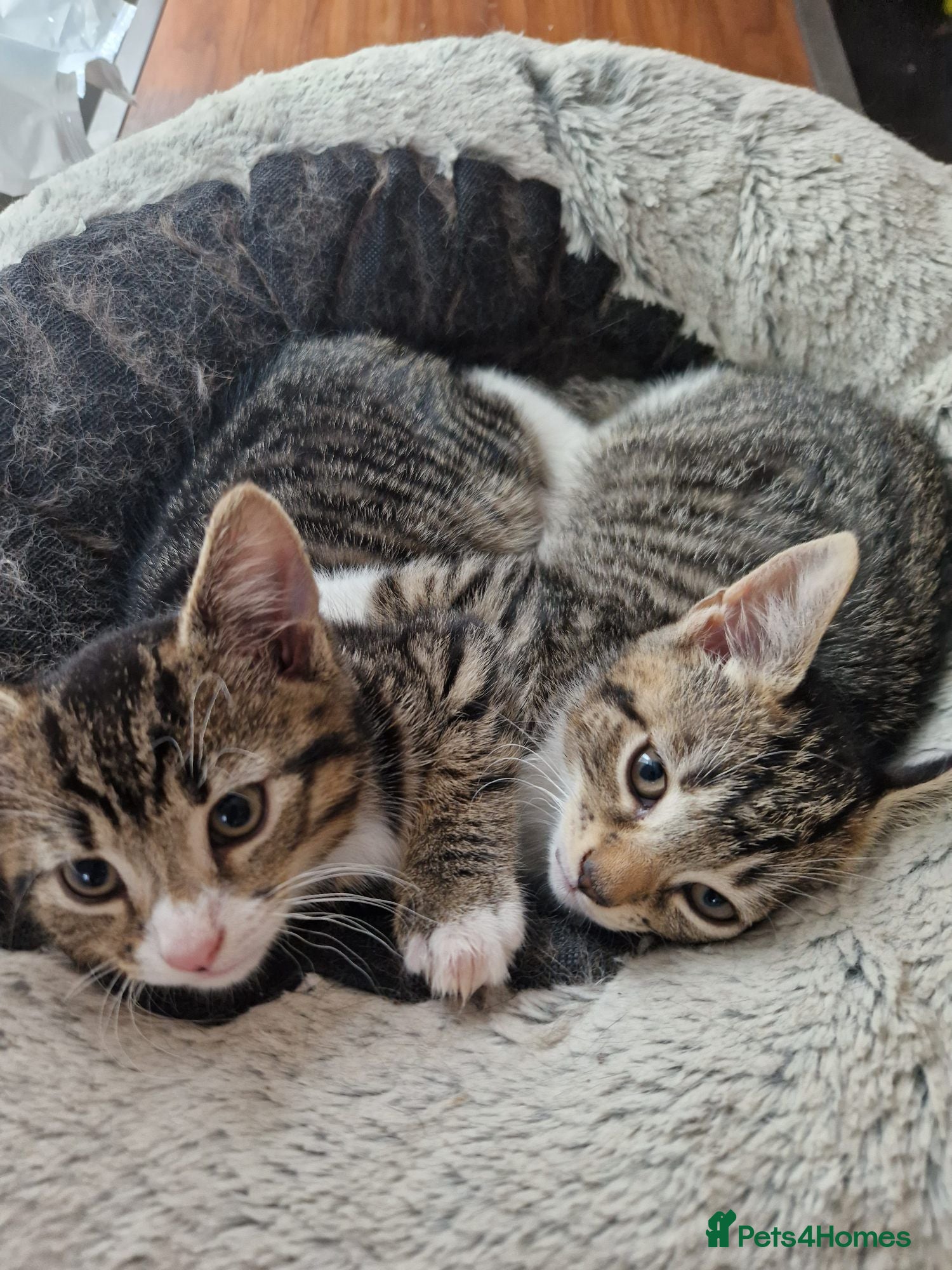 Mixed Breed cats Three kittens to rehome for free - Advert 1