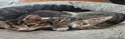 Mixed Breed cats for sale: Three kittens to rehome for free in Borehamwood - Advert 1