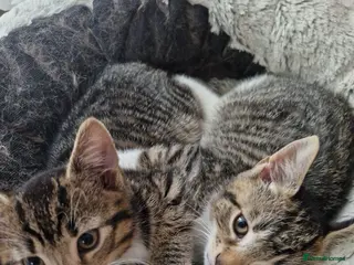 Mixed Breed cats Three kittens to rehome for free - Advert 13