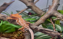 Gecko reptiles for sale: High expression Lily white Crested Gecko - Image 7