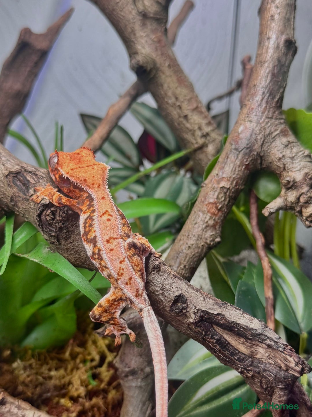 Gecko reptiles for sale: High expression Lily white Crested Gecko - Image 7