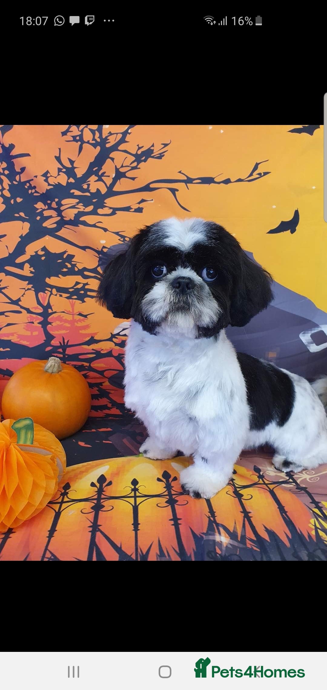 Shih Tzu dogs for sale: Mr bear  - Image 3