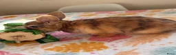 Mixed Breed rabbits for sale: Baby Rabbits for sale - mixed breed in King's Lynn - Advert 10