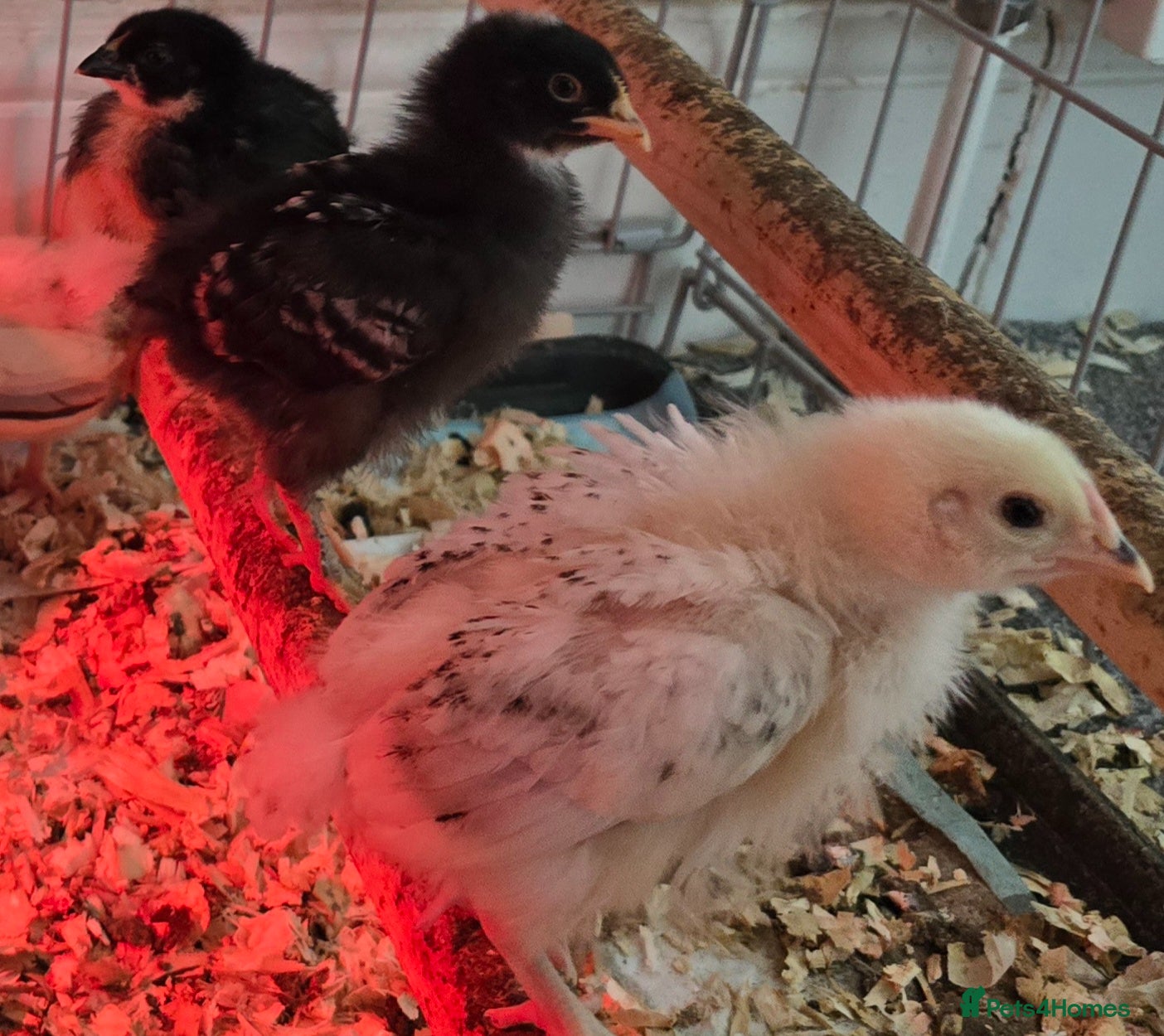 Chickens poultry for sale: Chicks for sale - Advert 1