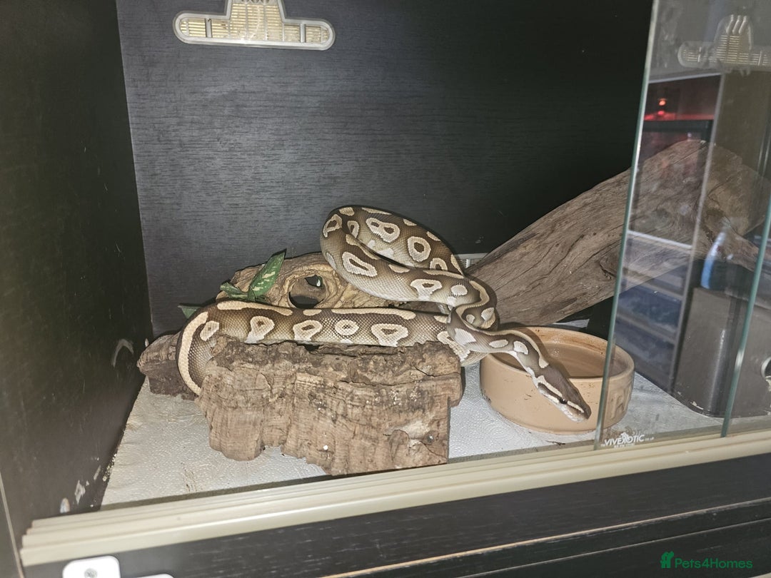 Python Snake reptiles for sale: 12 Rescue Royal Pythons For Sale - Image 2