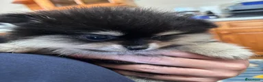 Pomeranian 2