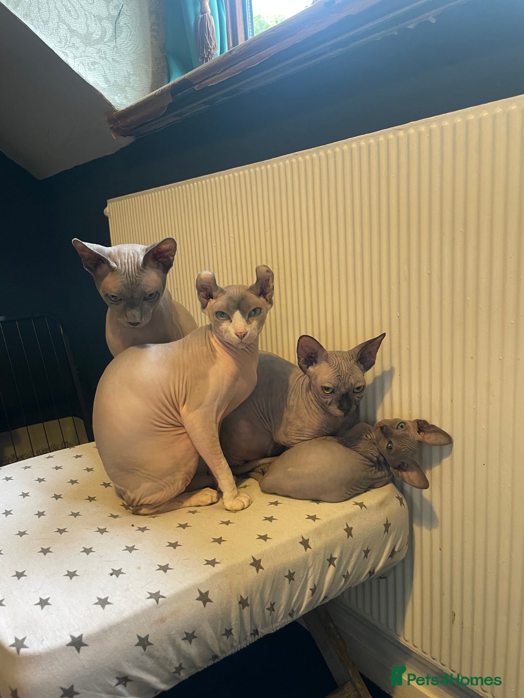 Sphynx cats for sale: Pedigree Sphynx kittens LAST BOY READY NOW - Image 7