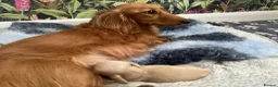 Miniature Dachshund dogs for sale: KC Reg, Health Tested Mini Longhaired Puppies  - Advert 16