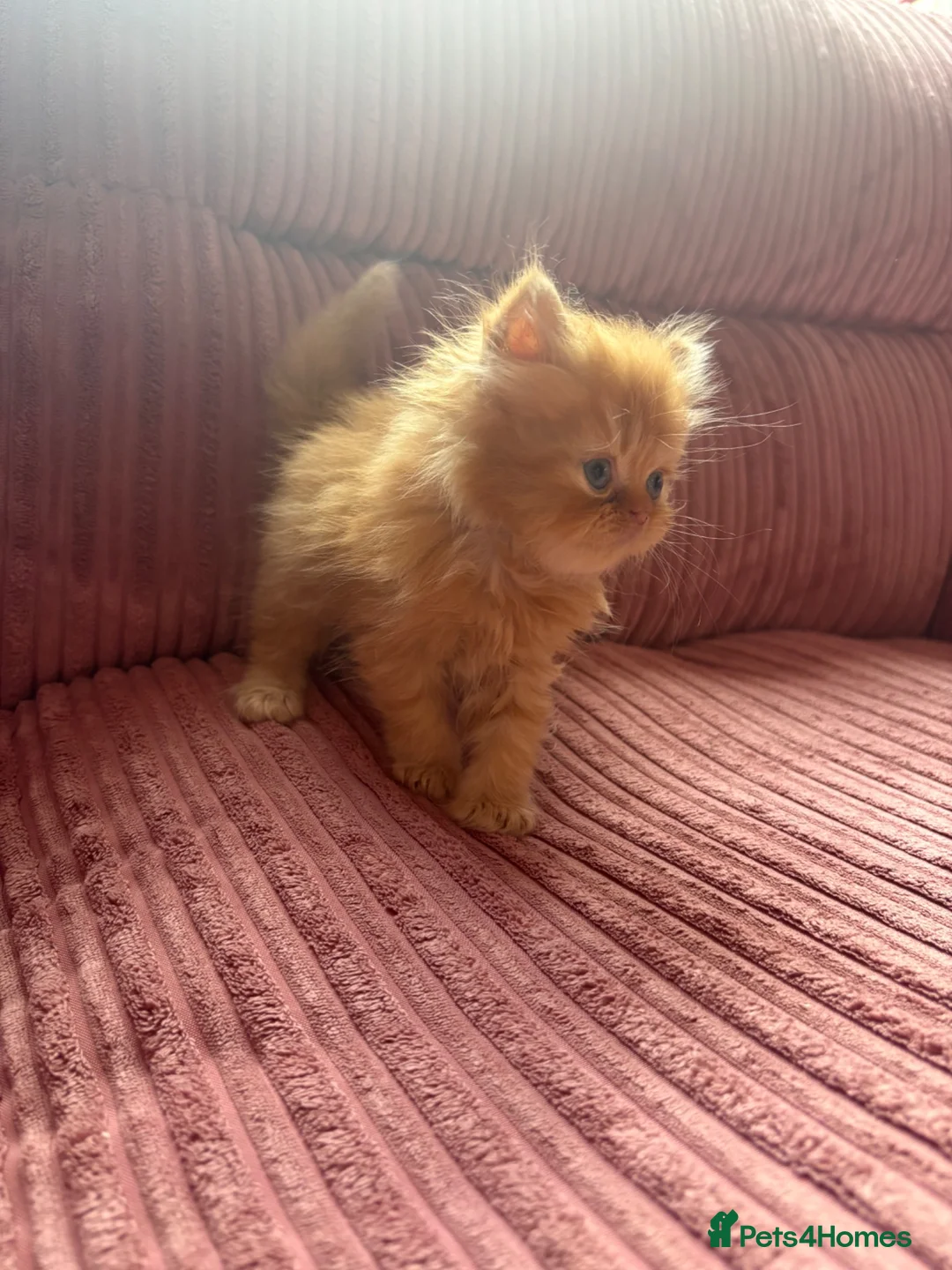 Persian cats for sale: Pure bred Persian kittens  - Advert 7