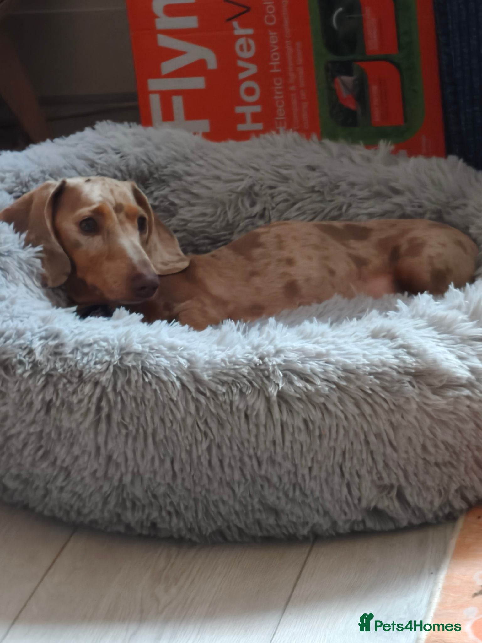 Miniature Dachshund dogs Miniature dachshund  - Advert 11
