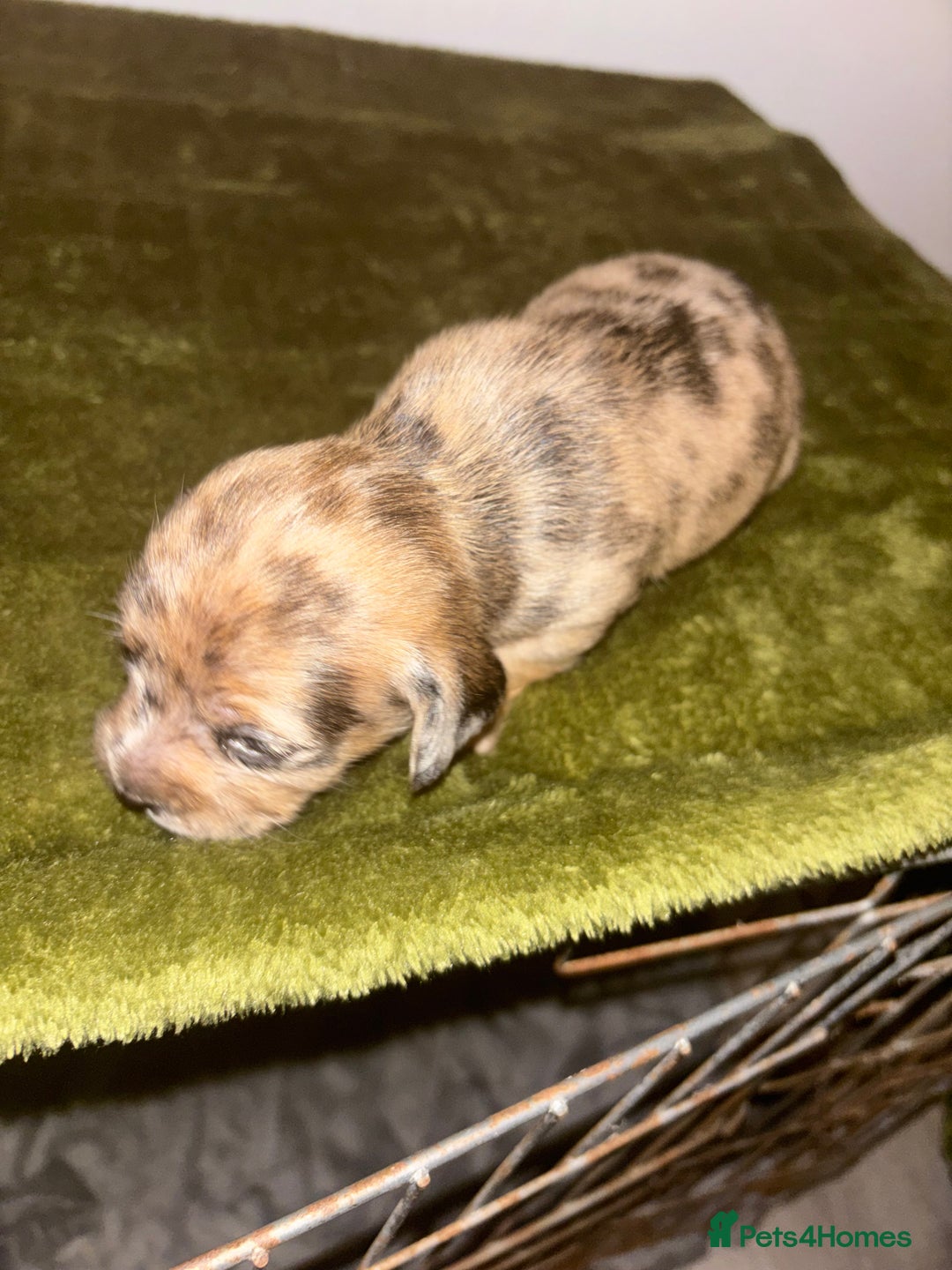 Mixed Breed dogs for sale: Schweenies - Image 8