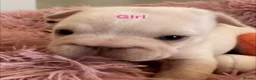 French Bulldog dogs for sale: French bulldog puppies - Advert 9