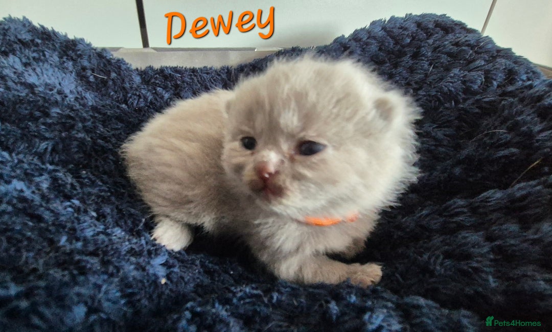 British Shorthair cats for sale: Stunning Russian Bloodline TICA reg kittens - Image 5