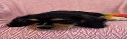 Mixed Breed dogs for sale: Shnauzerlier , cavalier x schnauzer  - Advert 6