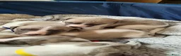 Whippet dogs for sale: Whippet puppies pure mix blue litter in Heanor - Advert 5