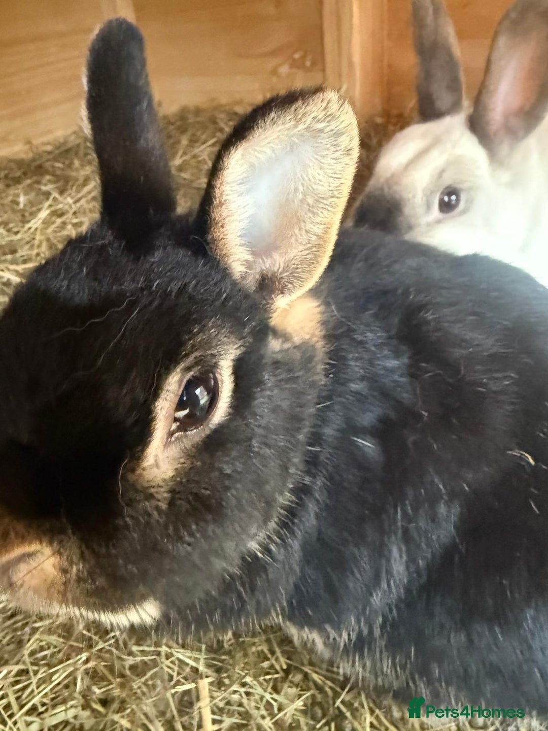 Dwarf Lop rabbits for sale: 2 rabbits and hutch - Image 2
