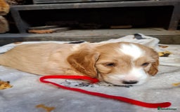 Cockapoo dogs for sale: Beautiful Cockapoo Puppies For Sale  - Image 5