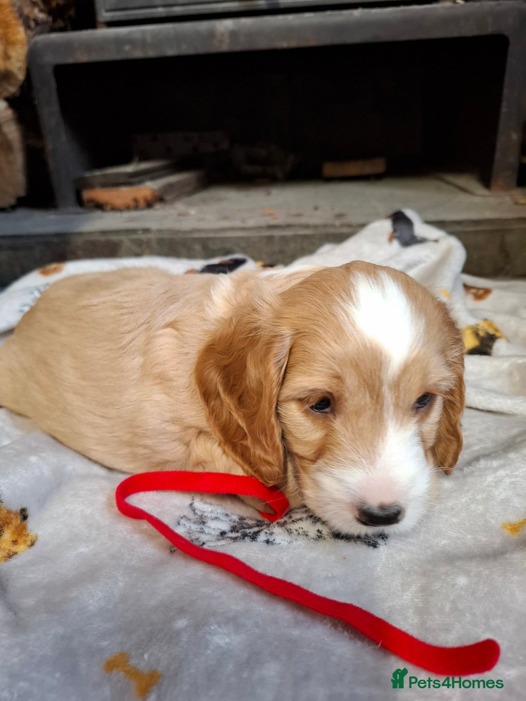 Cockapoo dogs for sale: Beautiful Cockapoo Puppies For Sale  - Image 5