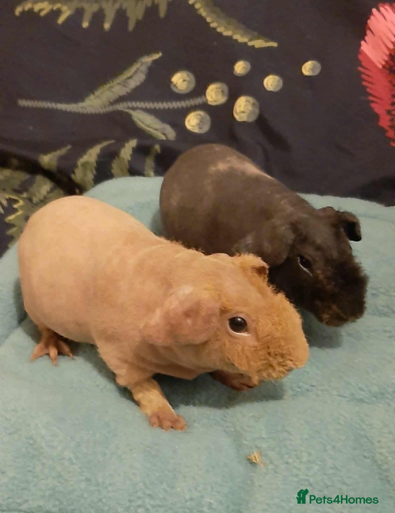 Guinea Pig rodents Skinny pigs  - Advert 19