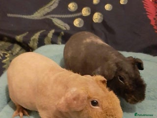 Guinea Pig rodents Skinny pigs - Advert 11