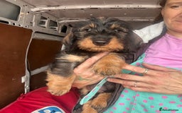Dachshund dogs for sale: Two boys left! Beautiful standard pups - Image 5