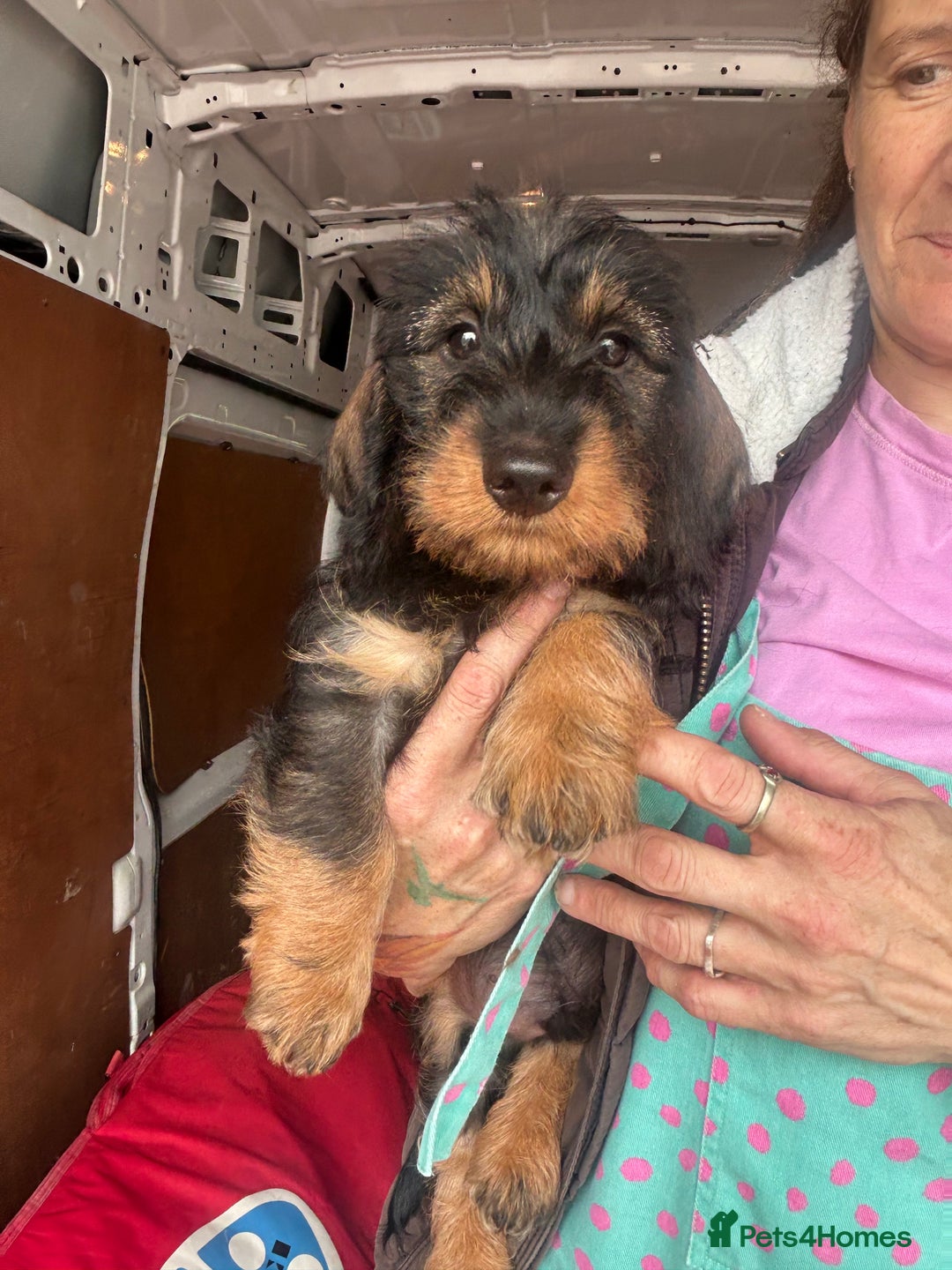 Dachshund dogs for sale: Two boys left! Beautiful standard pups - Image 5