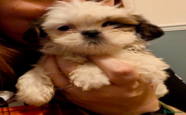 Shih Tzu dogs - Advert 1