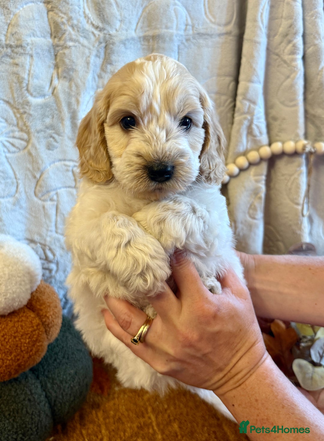 Cockapoo dogs for sale: Gorgeous cockapoo babies  - Image 5