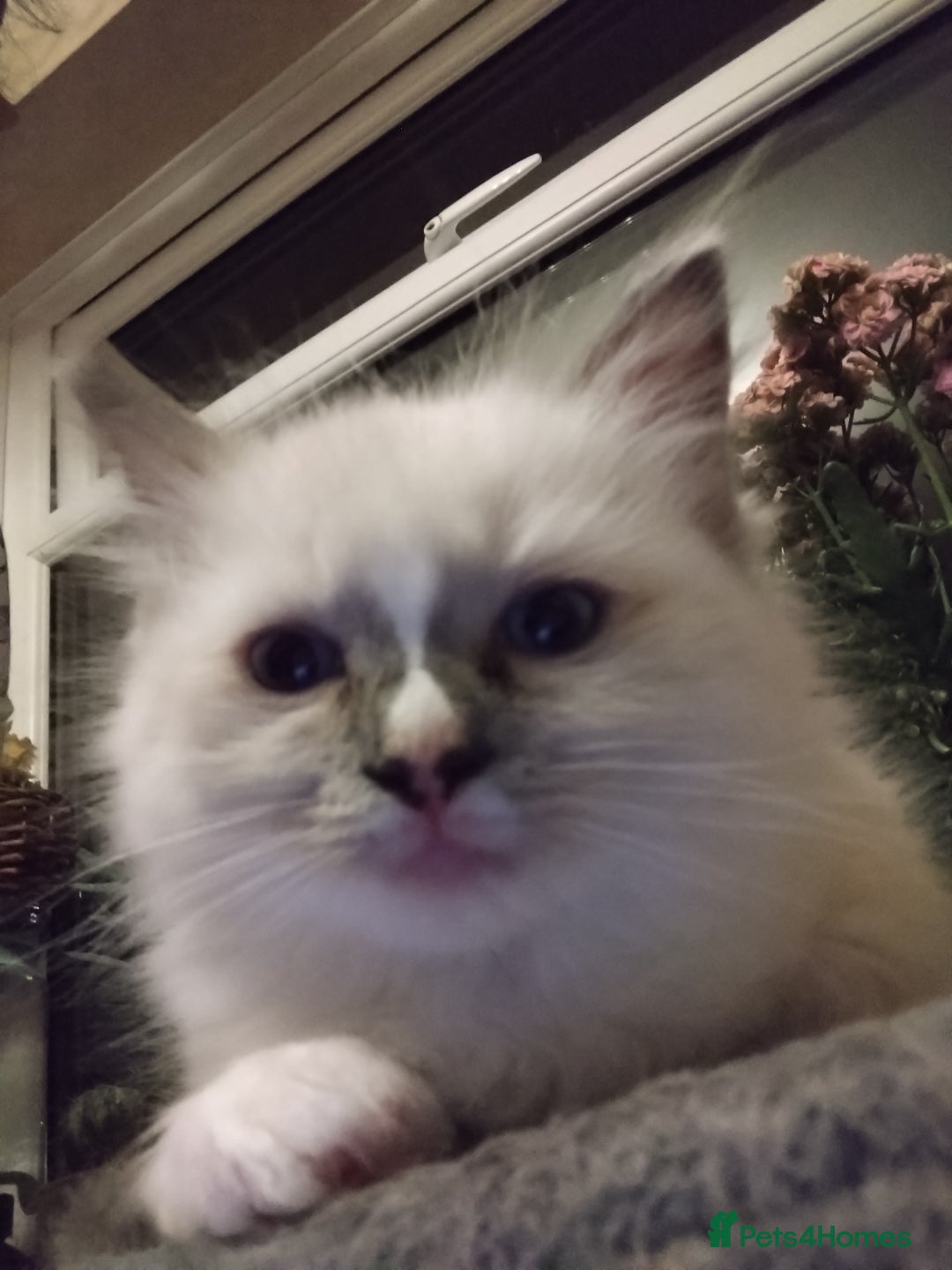 Ragdoll cats for sale: Beautiful Bluey  -unique little fluffy lovelies  - Image 21