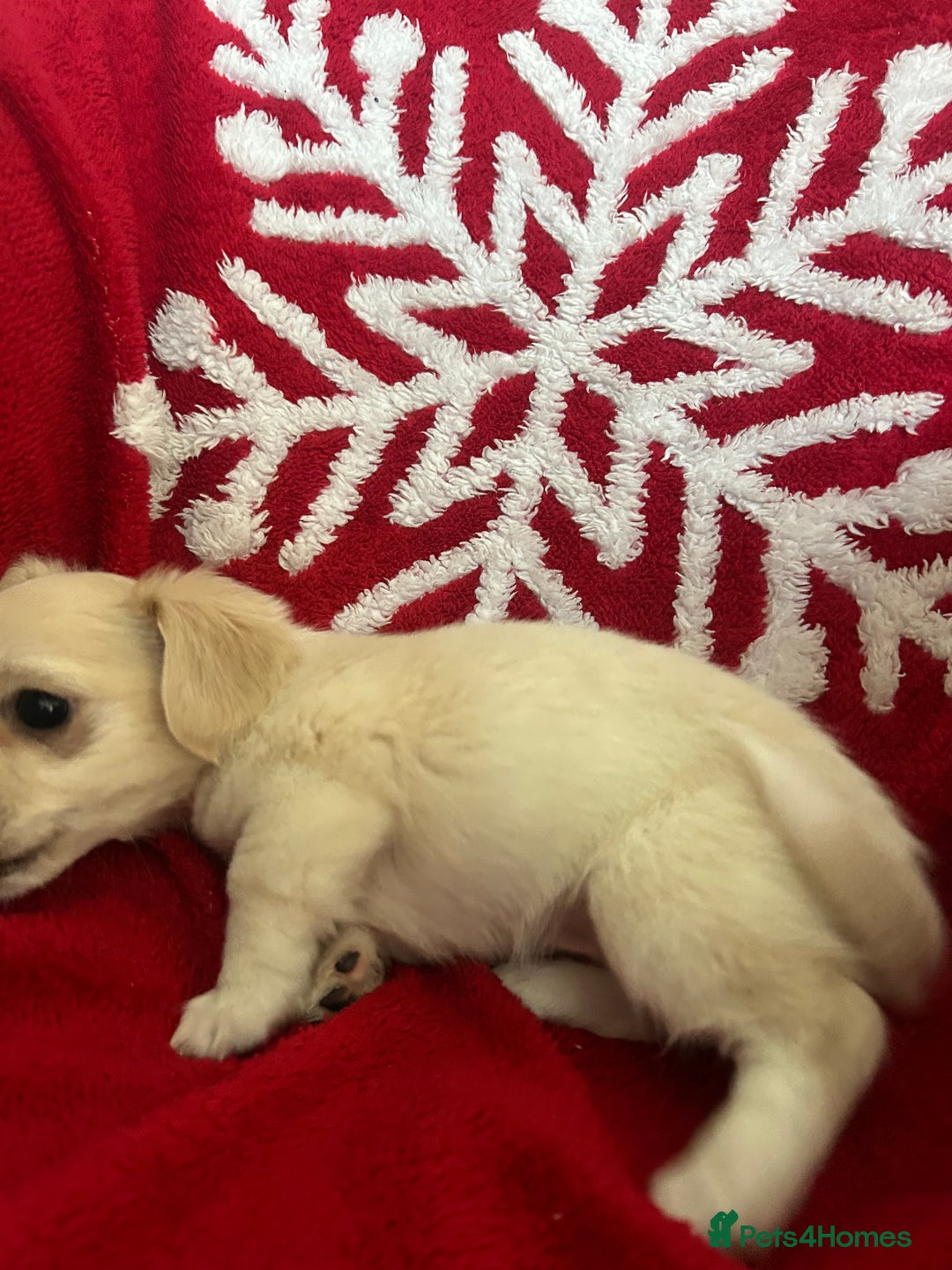 Mixed Breed dogs for sale: Jack chi  - Advert 9