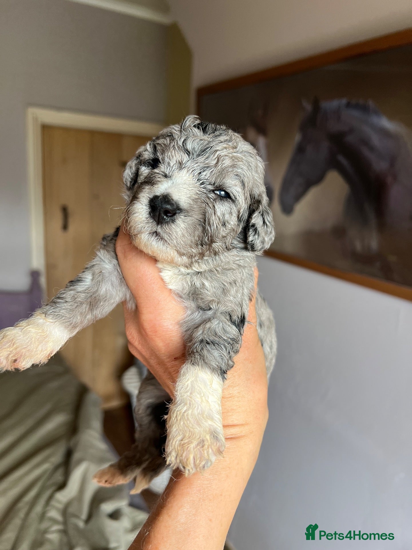 Bordoodle dogs F1b Bordoodle extensive genetic test clear - Advert 1