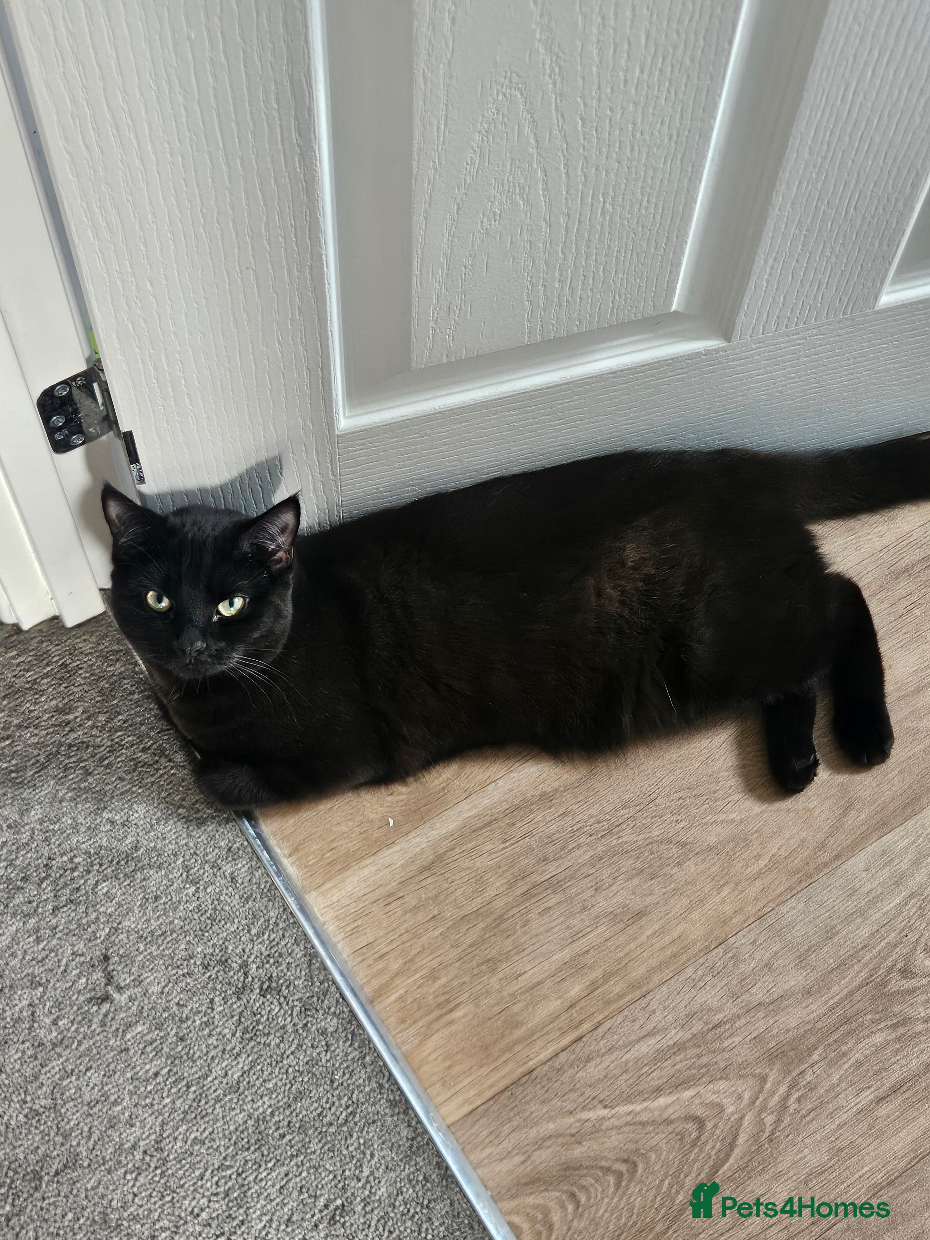 Mixed Breed cats Brother and sister  - Advert 1