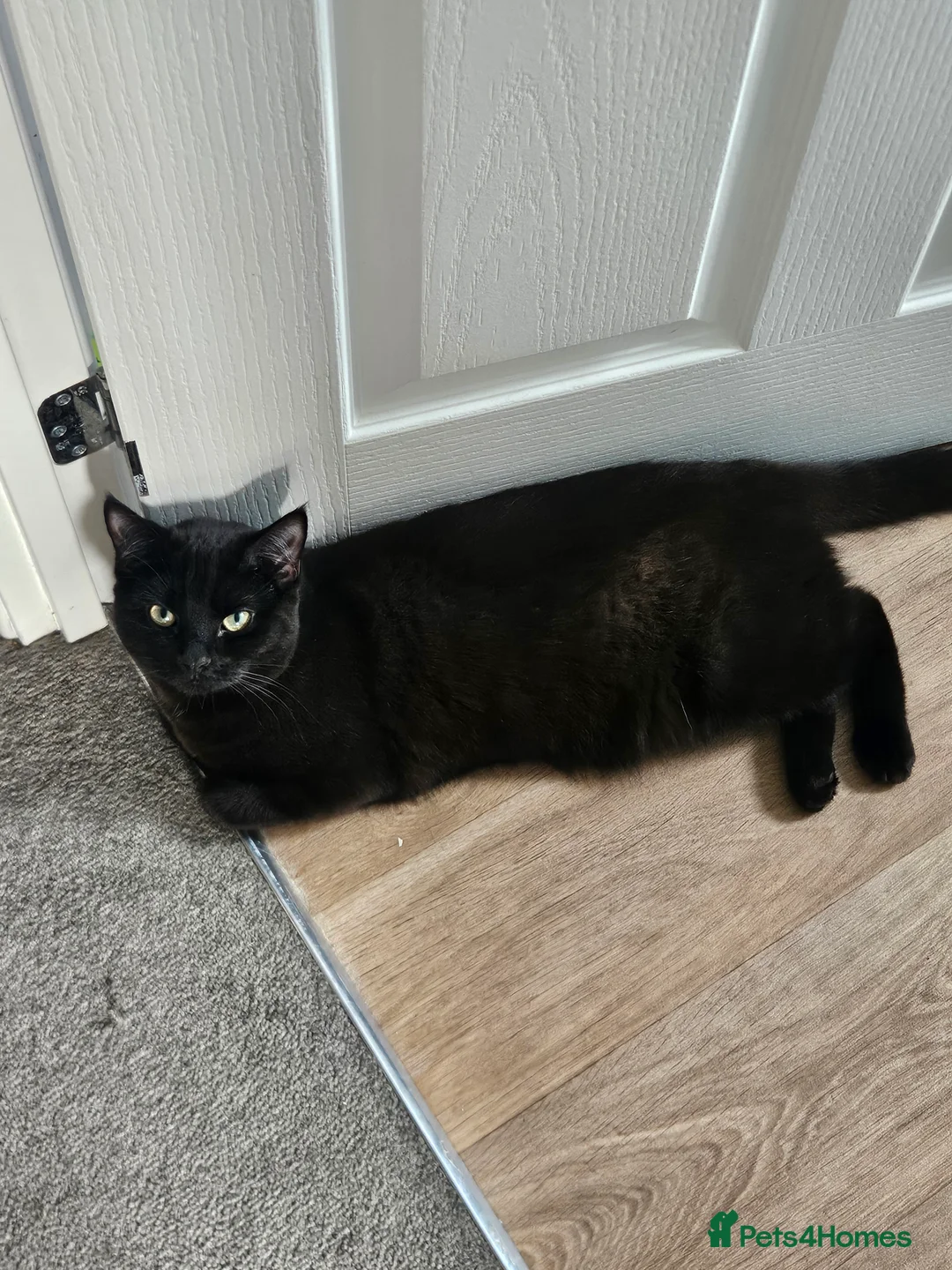 Mixed Breed cats for sale: Brother and sister  - Advert 1