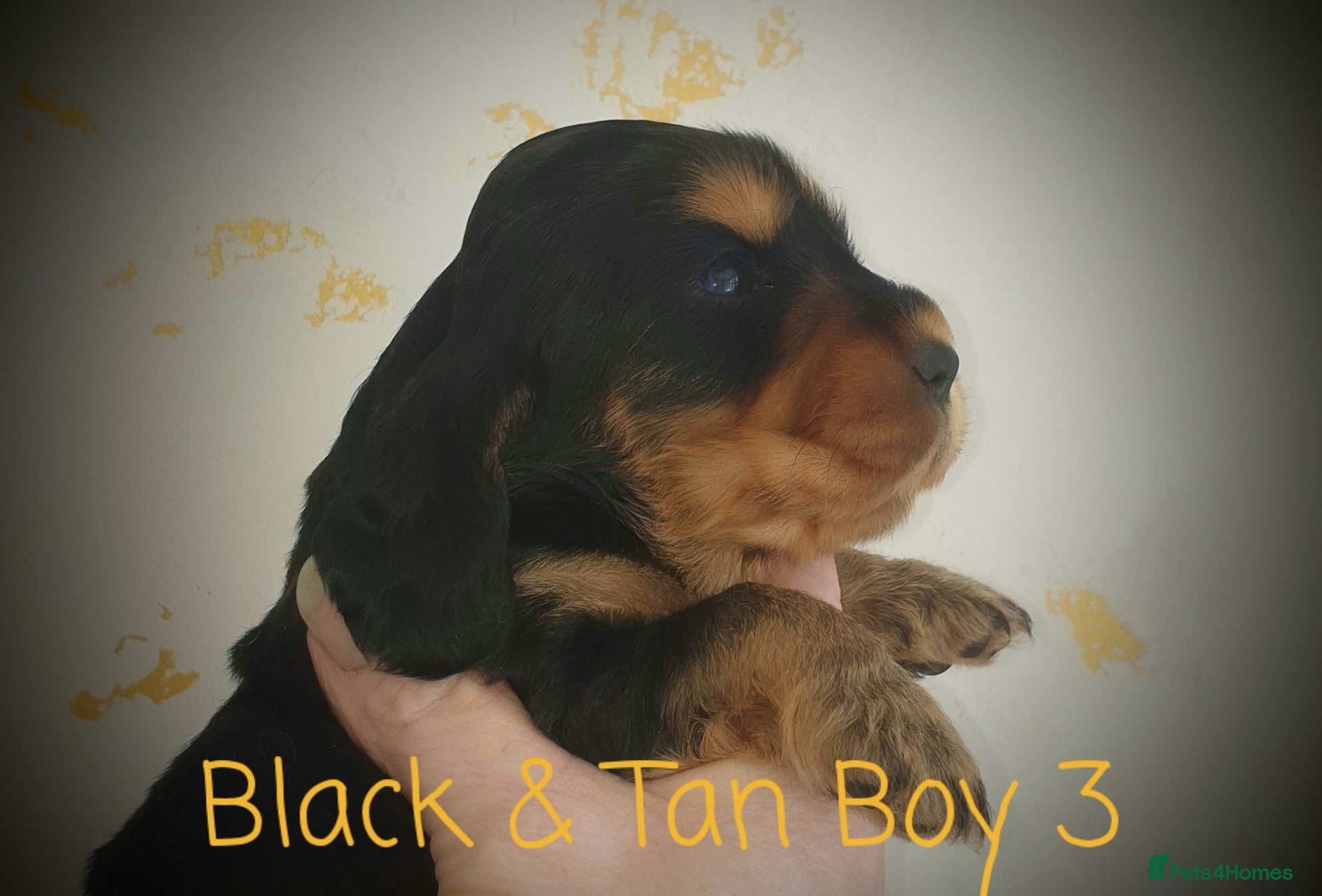 Cocker Spaniel dogs K.C Show line Cocker Spaniel puppies  - Advert 2