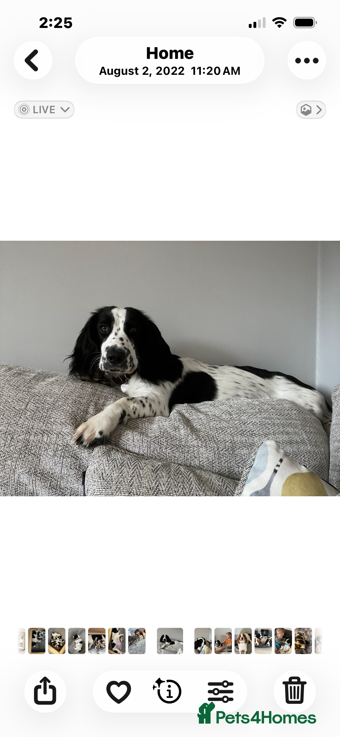 Mixed Breed dogs Bassett x Springer - Advert 2