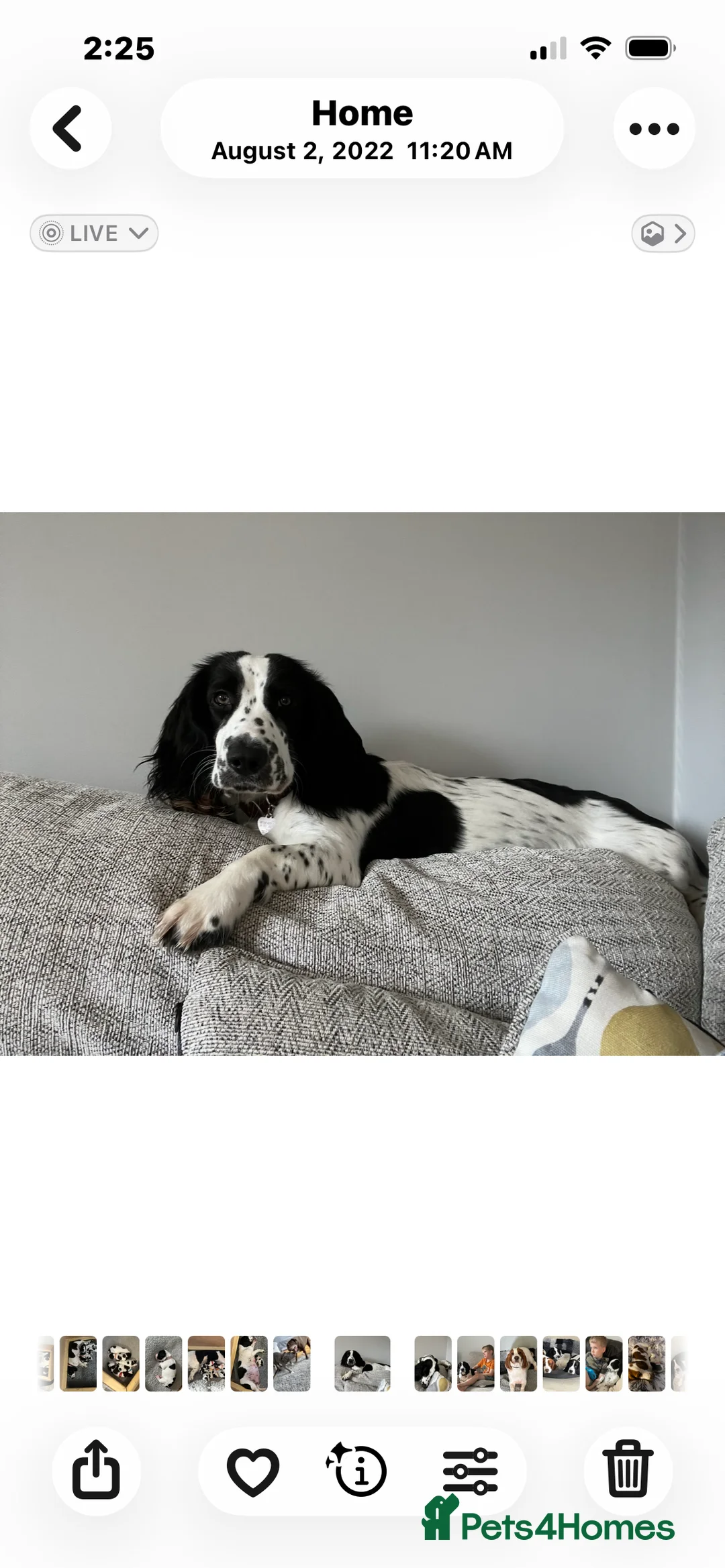 Mixed Breed dogs for sale: Bassett x Springer - Advert 1
