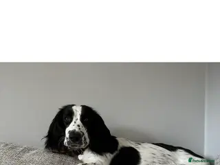 Mixed Breed dogs Bassett x Springer - Advert 2