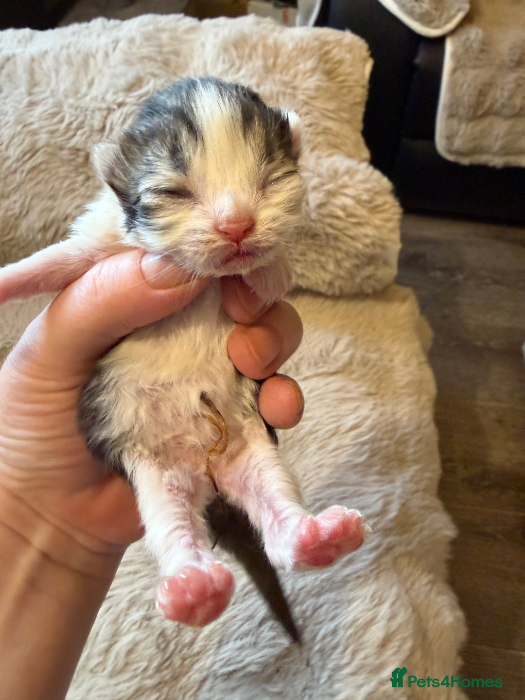 Exotic cats for sale: Beautiful exotic Persian babies - Advert 14