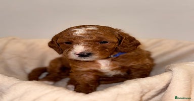 Cavapoochon dogs - Advert 2