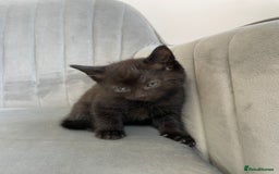 Mixed Breed cats for sale: Adorable kittens  - Image 3