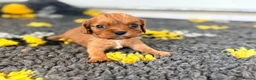 Cavalier King Charles Spaniel dogs for sale: Kc reg & health tested puppies  - Advert 9