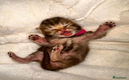 British Shorthair cats for sale: Chunky British shorthair  - Advert 4