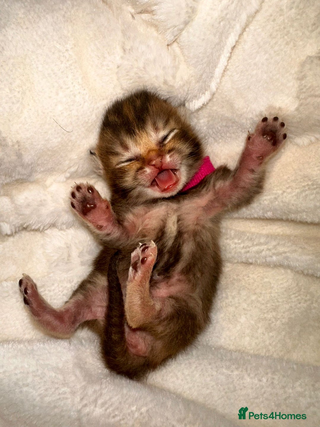 British Shorthair cats for sale: Chunky British shorthair  - Advert 4