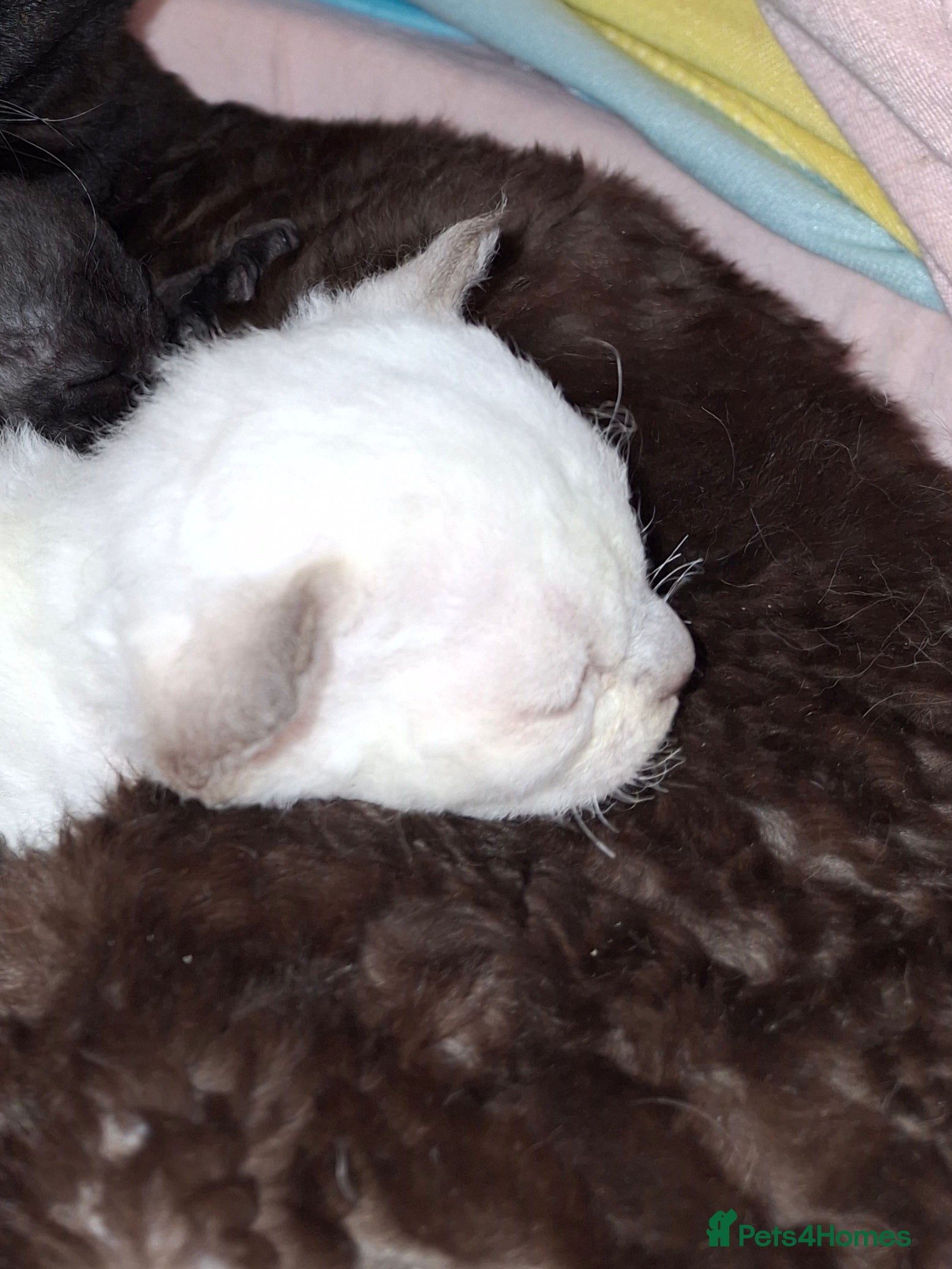 Devon Rex cats Last girl still available!!! - Advert 4