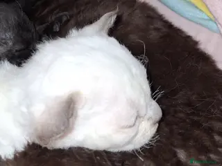 Devon Rex cats Last girl still available!!! - Advert 4