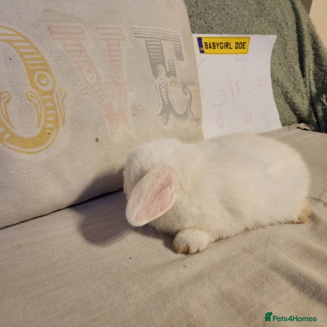 Mini Lop rabbits for sale: Stunning Mini Lops from Keeper's Mini Lops  - Advert 4