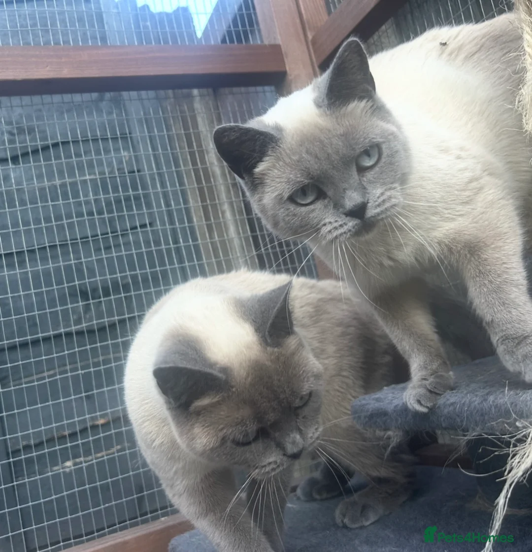 Mixed Breed cats for sale: Beautiful boys ready to leave  - Advert 1