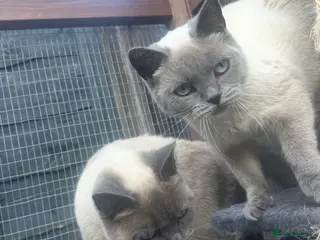 Mixed Breed cats Beautiful boys ready to leave - Advert 1