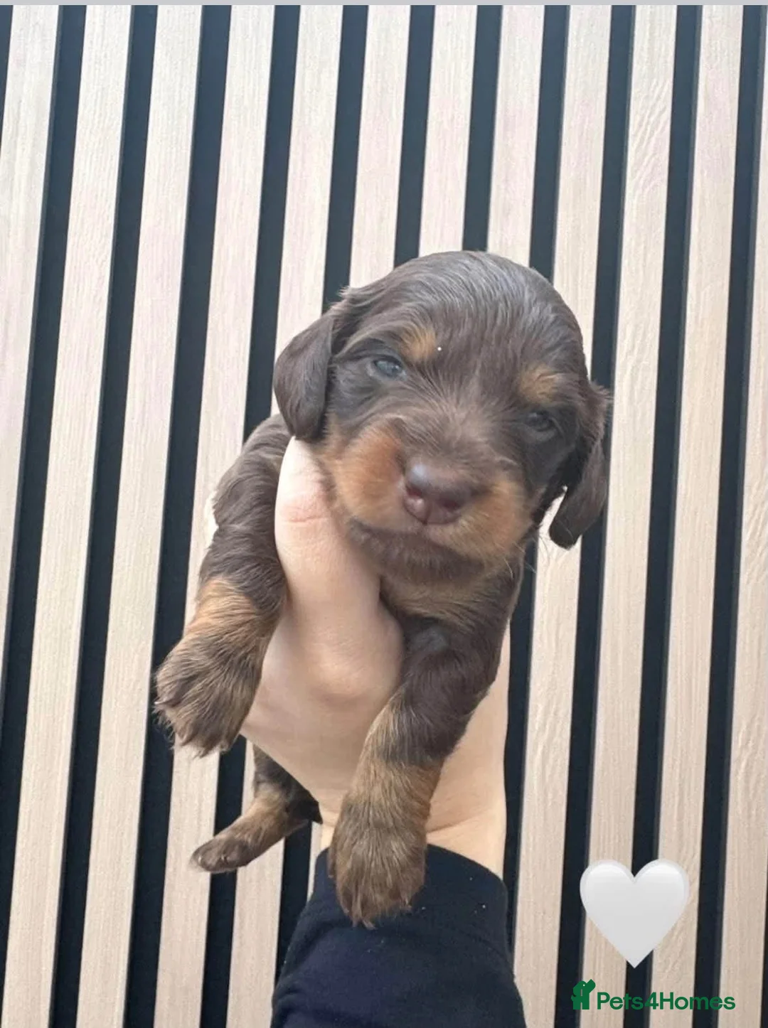 Miniature Dachshund dogs for sale: Miniature dachshund  in Walsall - Advert 7