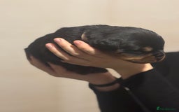 Rottweiler dogs for sale: Rottweiler puppies - Image 10